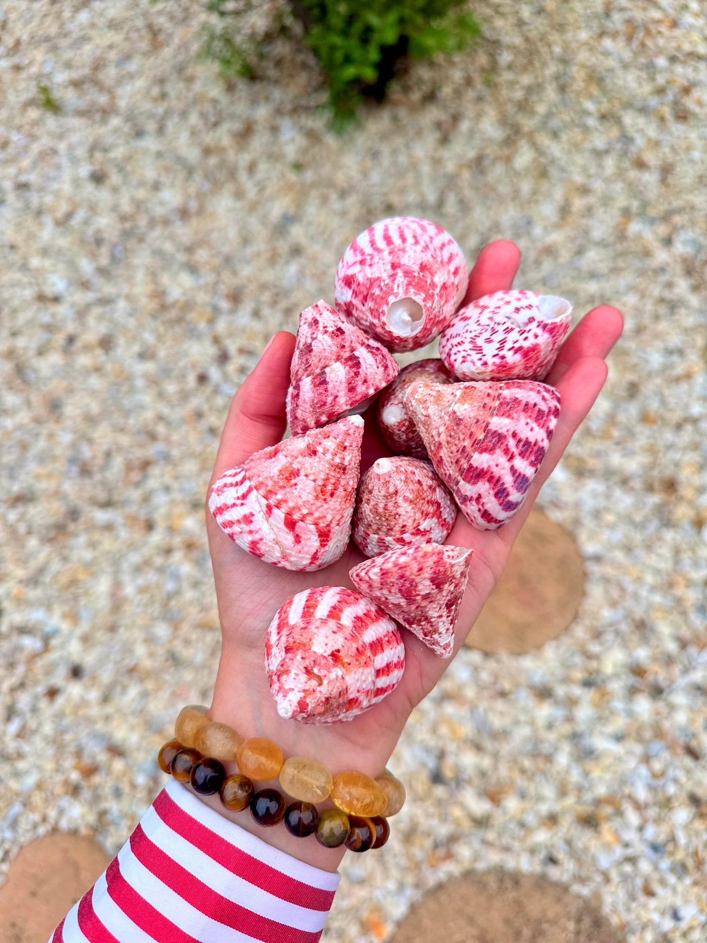 Strawberry Top Shells ๐๐