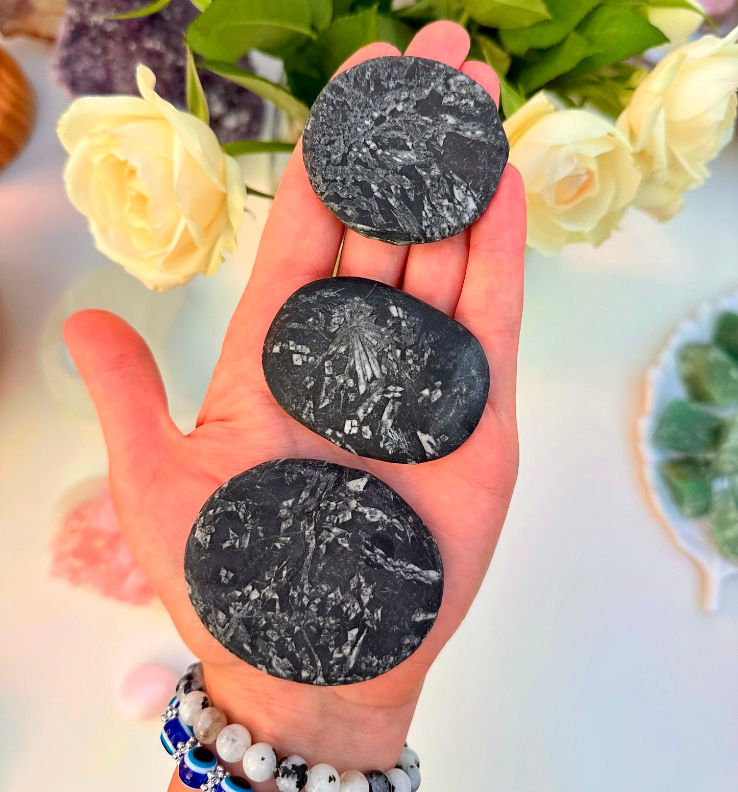 Chrysanthemum Palm ๐คฉ๐ธ๐บ