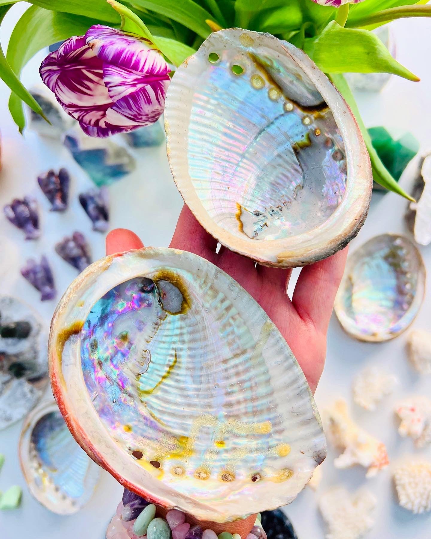 Abalone Shells Large