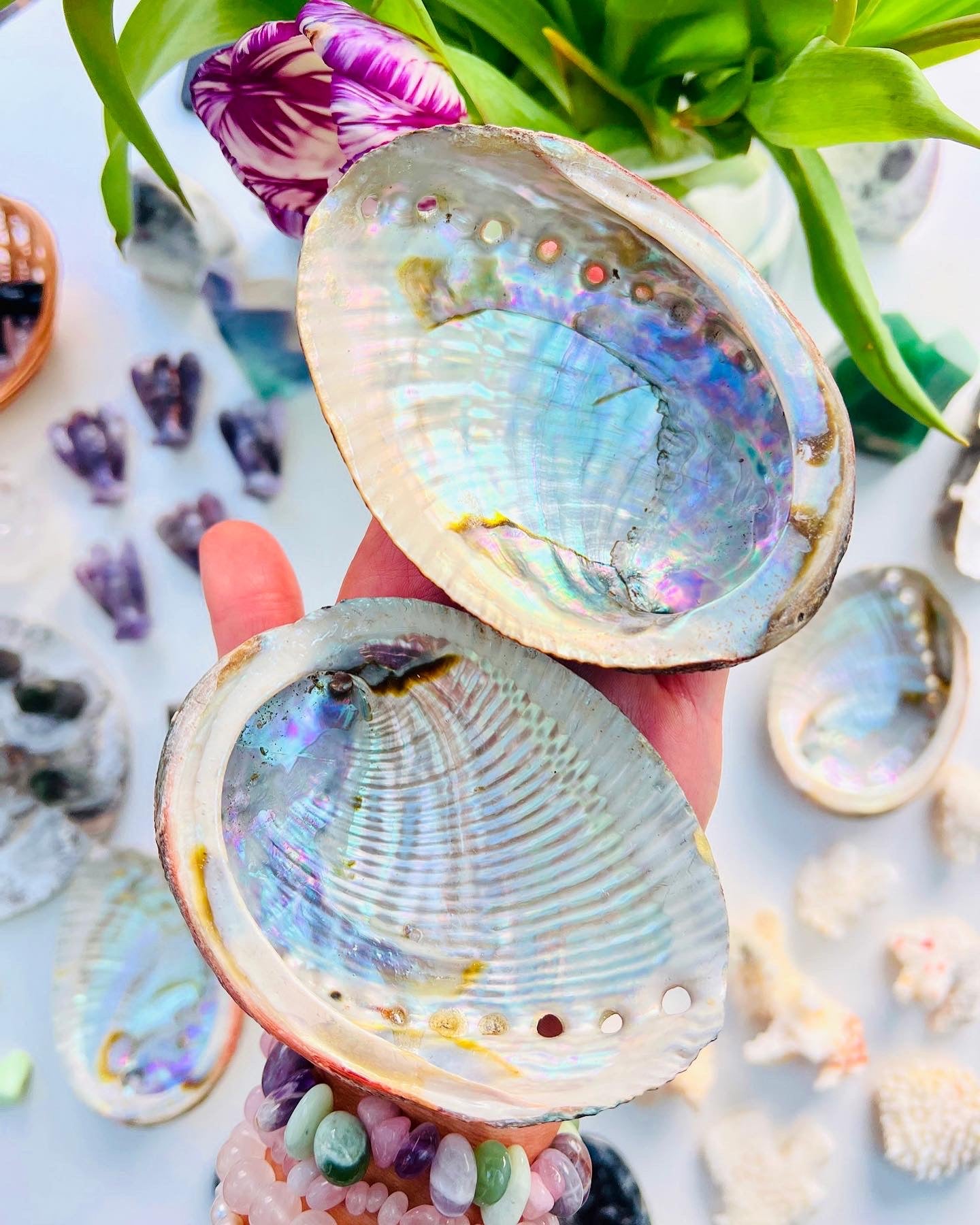 Abalone Shells Large