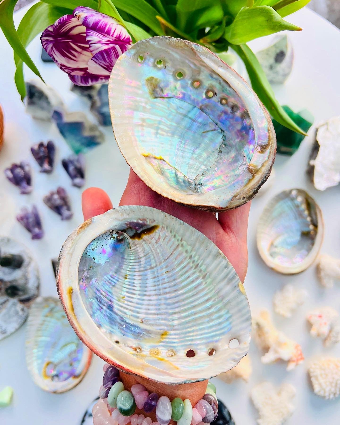 Abalone Shells Large