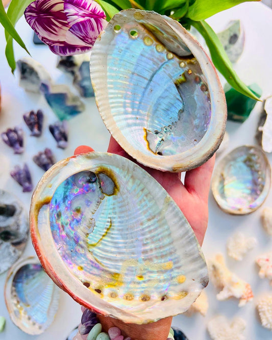 Abalone Shells Large