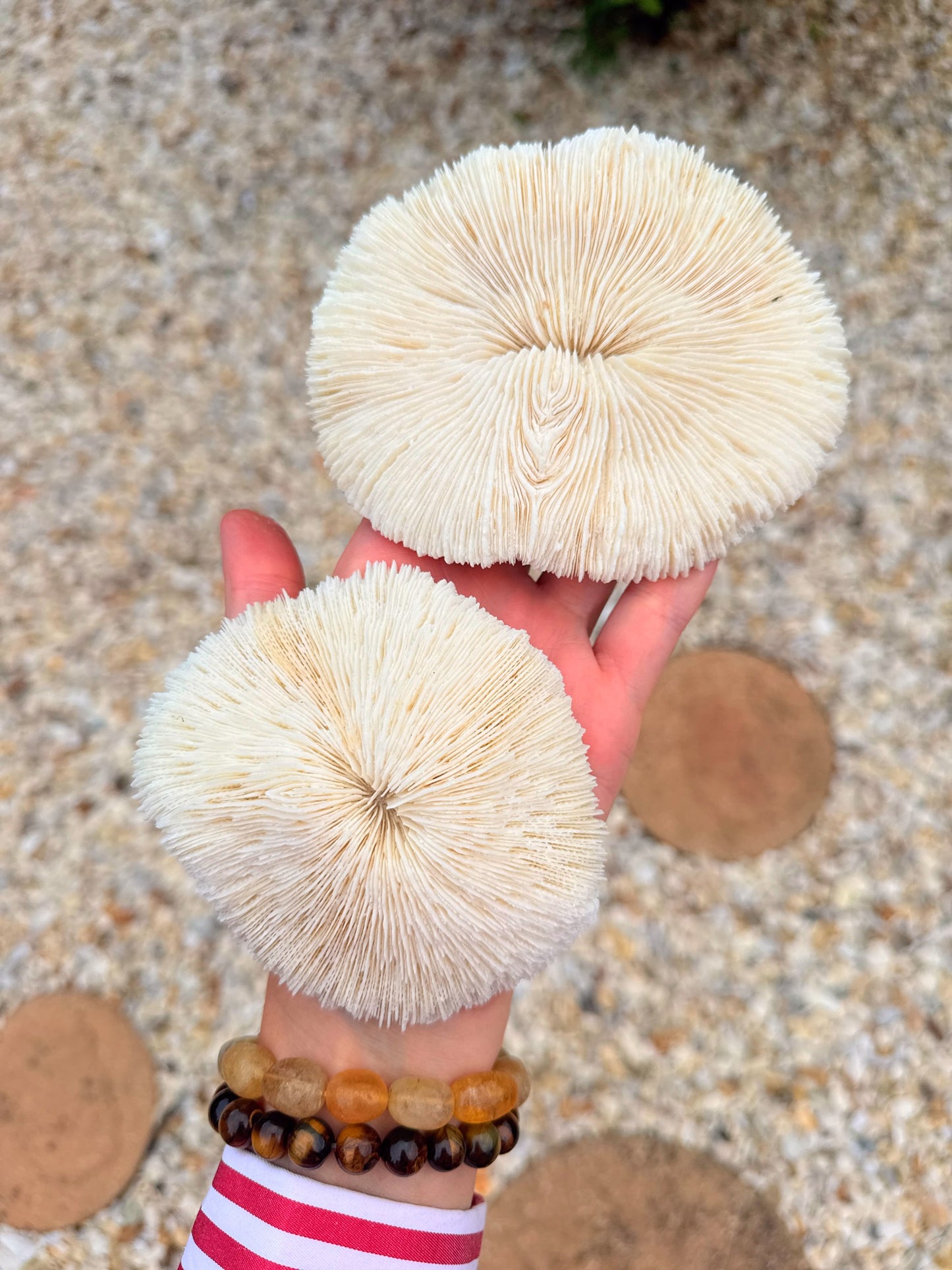 Mushroom Coral 🍄🍄‍🟫🪸