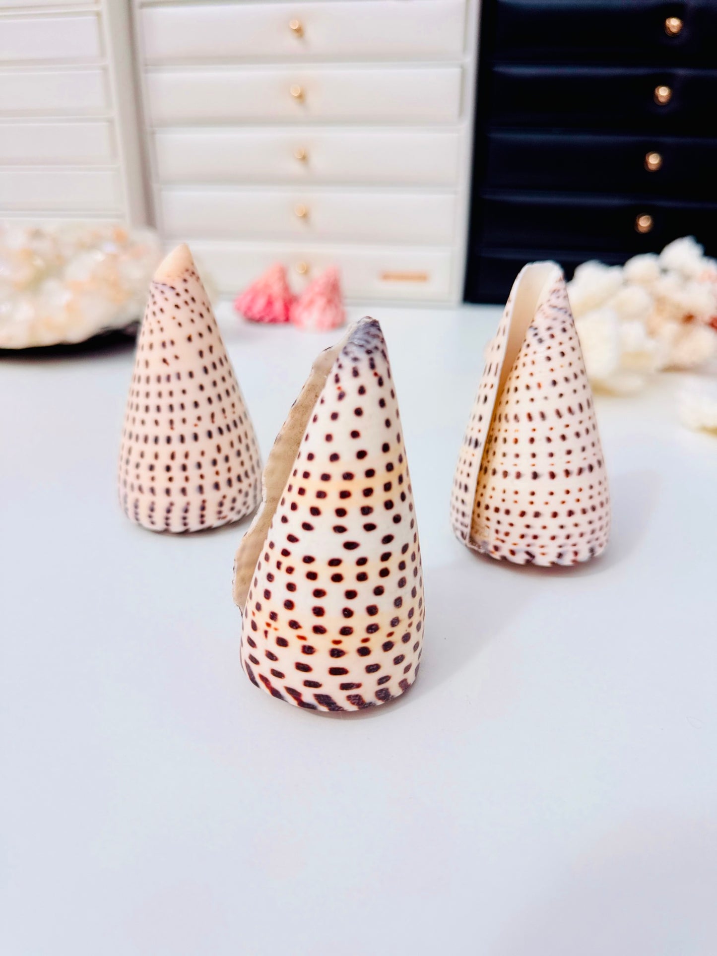 Dalmatian Cone 🐚