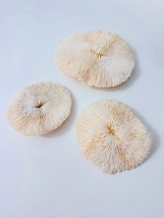 Mushroom Coral 🍄🍄‍🟫🪸