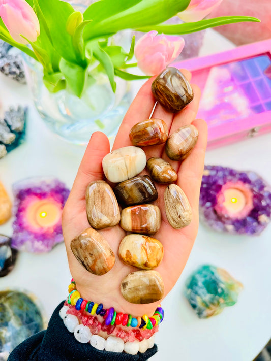 Petrified Wood Jasper Crystals