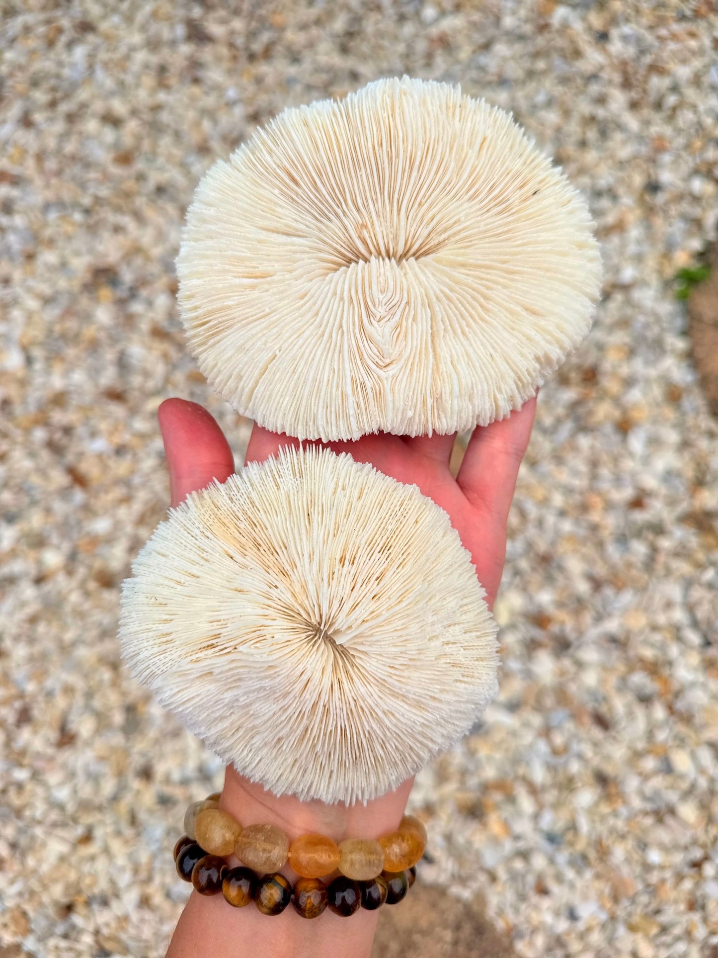 Mushroom Coral 🍄🍄‍🟫🪸