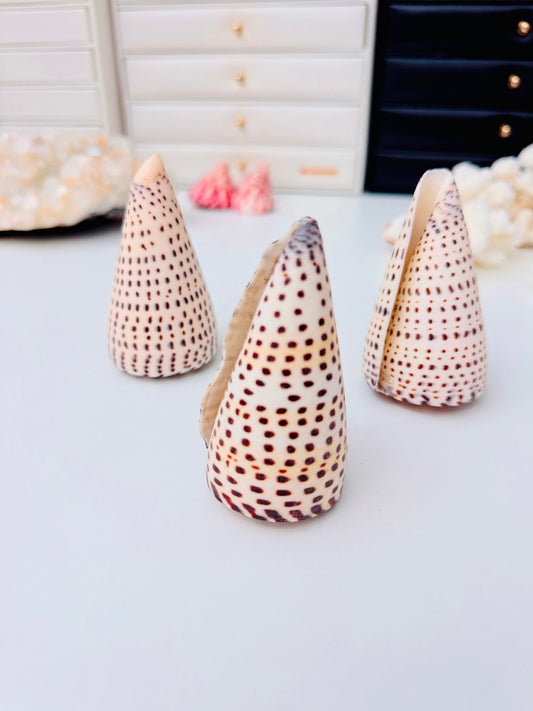 Dalmatian Cone 🐚