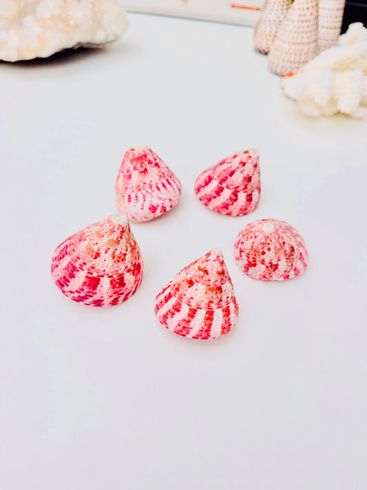 Strawberry Top Shells 🍓🐚