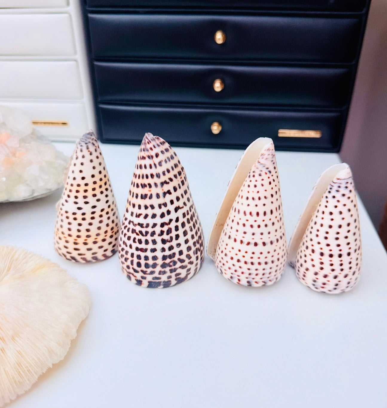 Dalmatian Cone 🐚