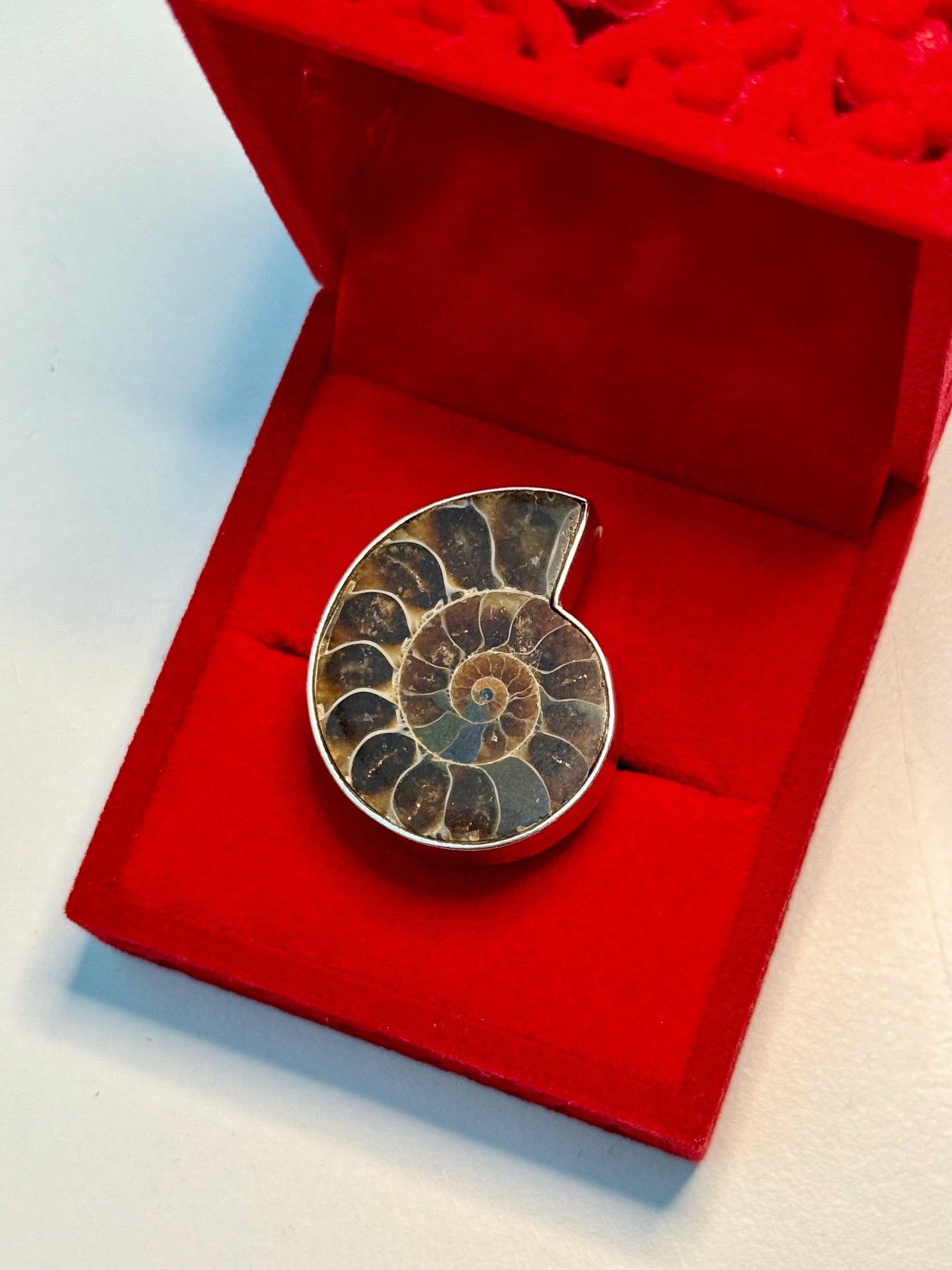 Ammonite 🐌 | Adjustable Ring 💍