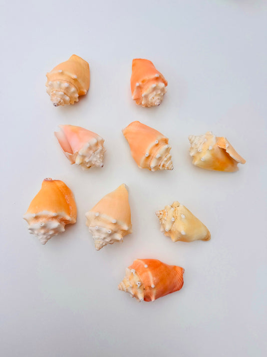 Juvenile Queen Conch Shells