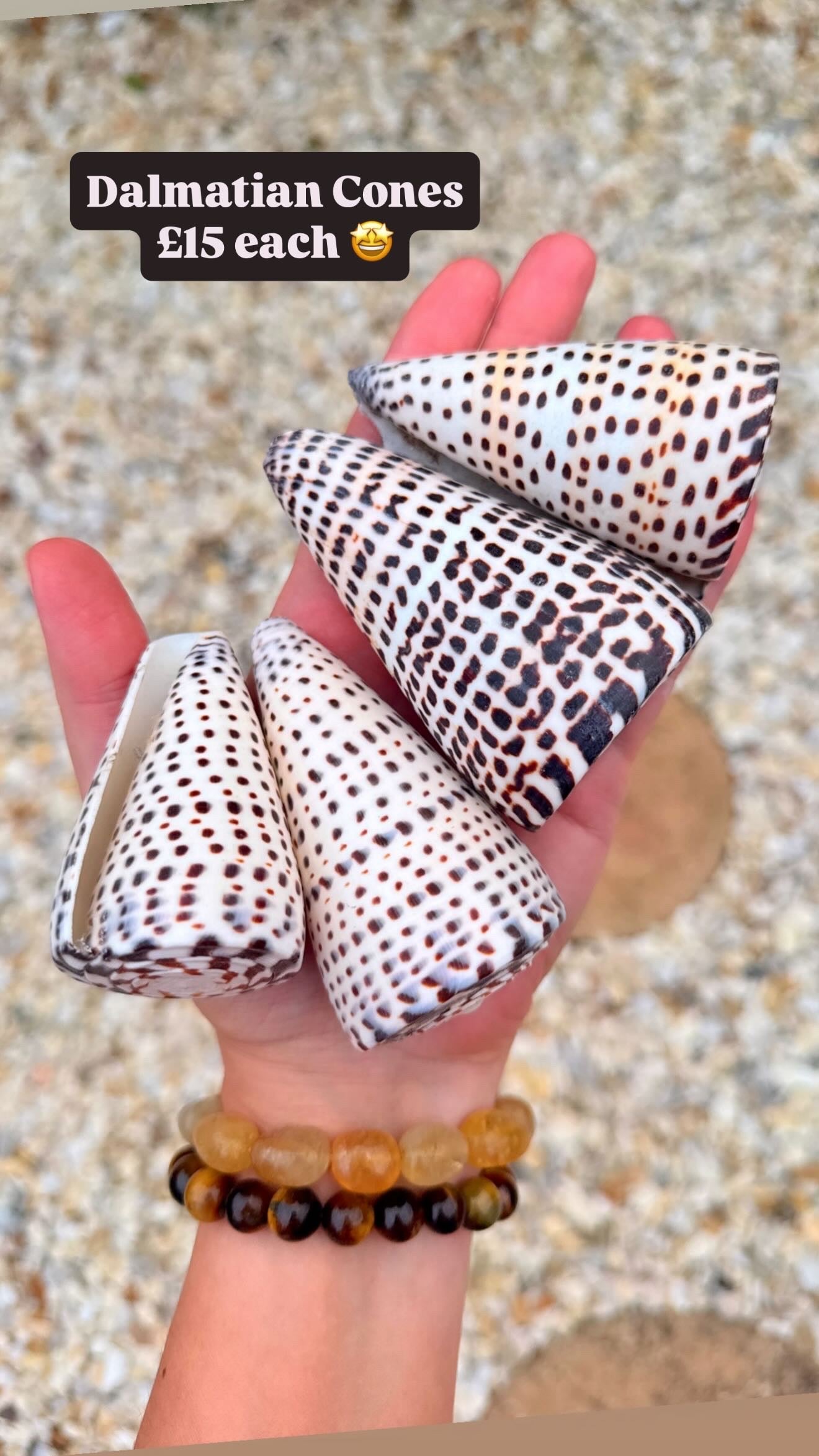 Dalmatian Cone 🐚