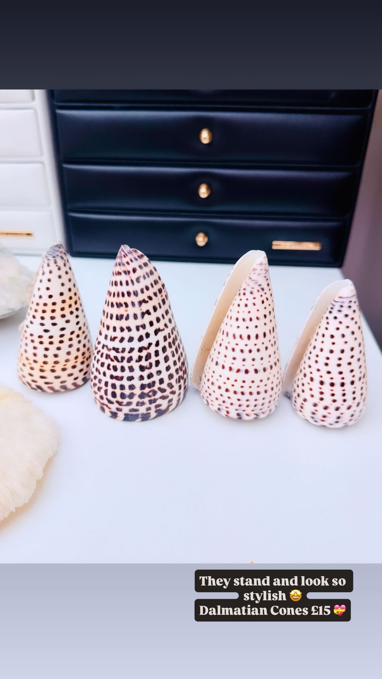 Dalmatian Cone 🐚