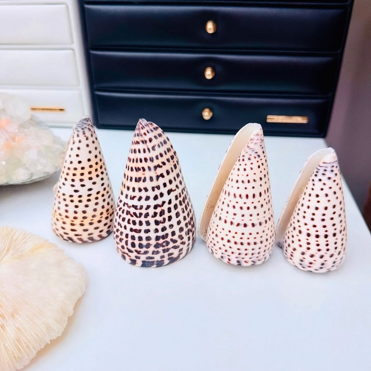 Dalmatian Cone 🐚