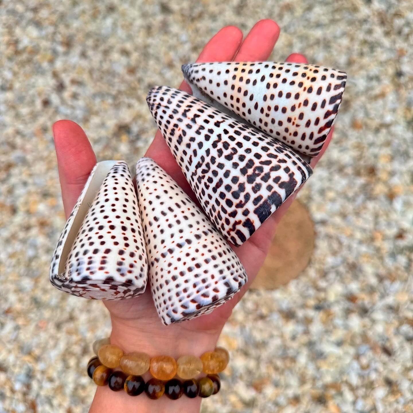 Dalmatian Cone 🐚