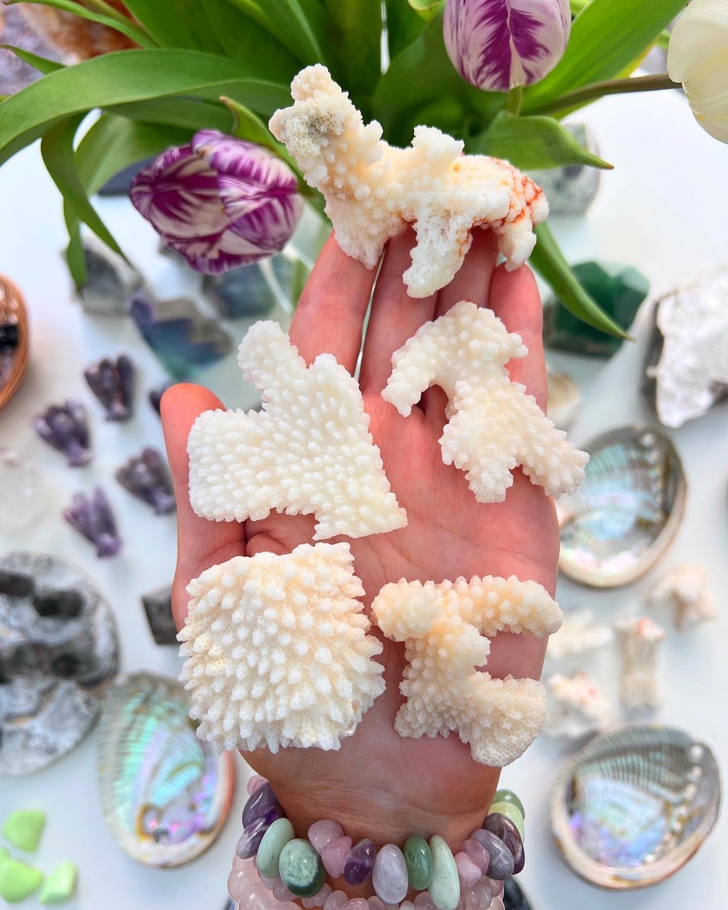 Coral Specimens